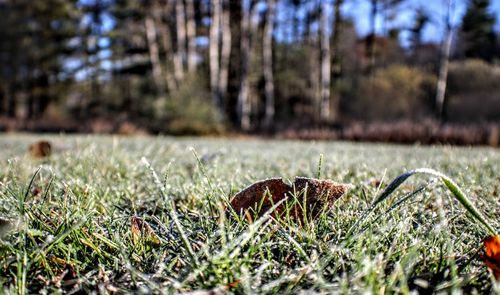 Close-up of mushroom growing on field