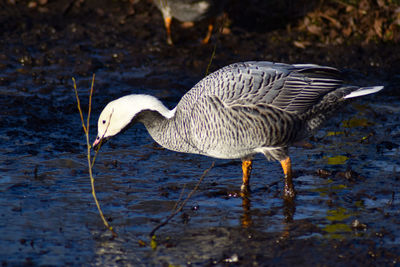 Close-up of a duck in lake