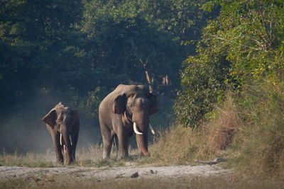 Elephant walking in a forest