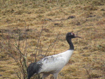 Close-up of bird perching on grass