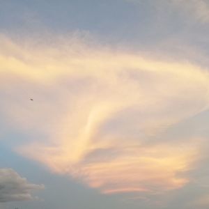 Low angle view of bird flying in sky