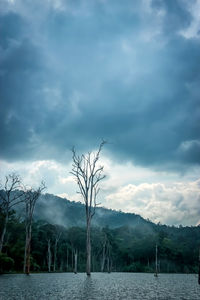 Bare tree by plants against sky