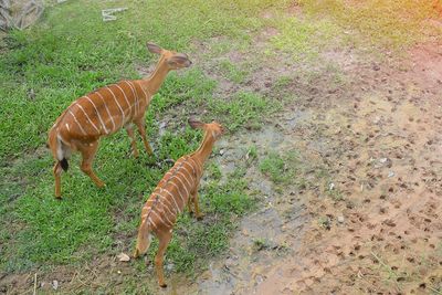 High angle view of giraffe on field