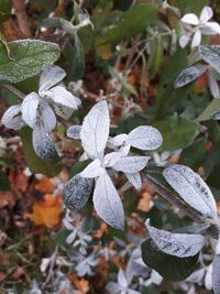 Close-up of frozen plant leaves during winter