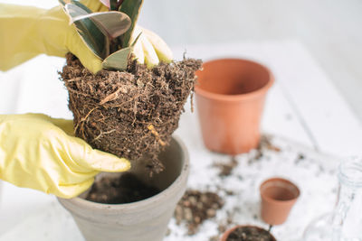 Cropped hands planting plant in pot on table