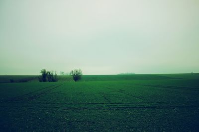 Scenic view of grassy field against sky