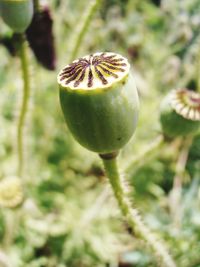 Close-up of buds growing on plant