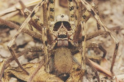 Close-up of spider