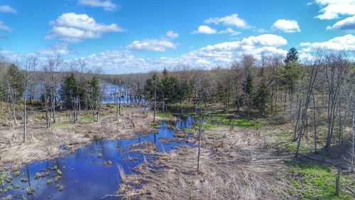 Scenic view of forest against sky