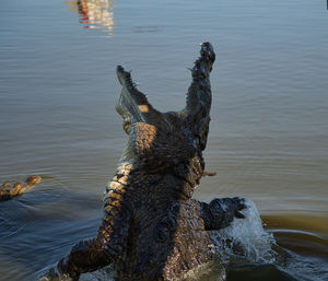 High angle view of giraffe in lake