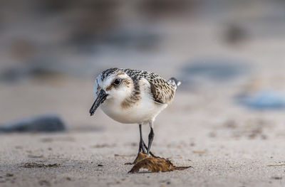 Close-up of sparrow perching on sand at beach