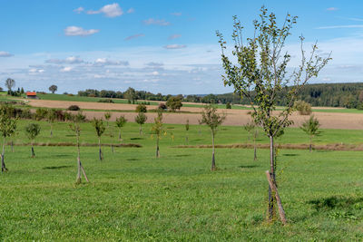 Scenic view of agricultural field against sky