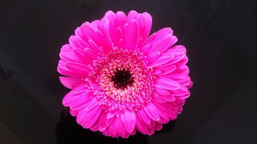 Close-up of pink flower blooming against black background