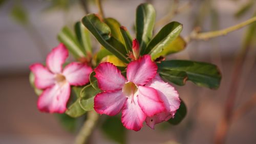 Close-up of pink flowering plant  - desert rose