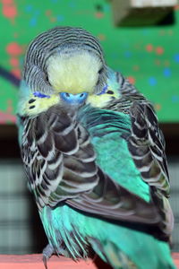 Close-up of bird perching outdoors