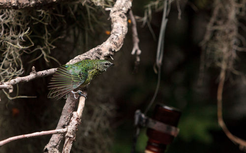 Close-up of bird perching on branch