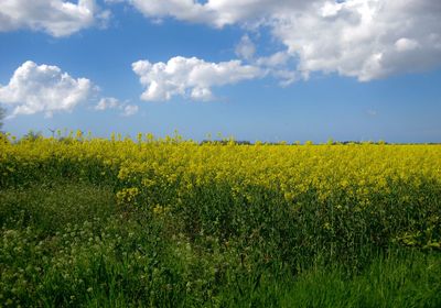 Scenic view of oilseed rape field against sky