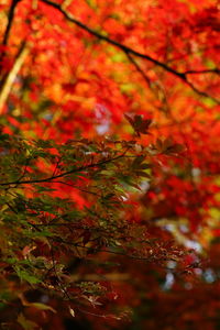 Low angle view of maple leaves on tree