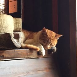 Cat resting on bed