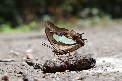 Close-up of butterfly on rusty metal