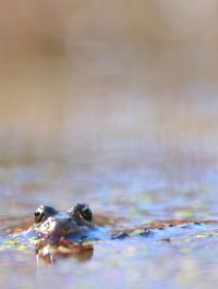 Close-up of turtle in sea