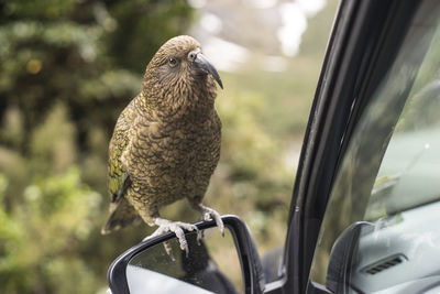 Bird perching on side-view mirror of car
