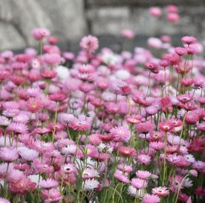 Close-up of pink flowering plants in garden