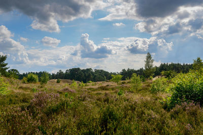 Scenic view of field against sky