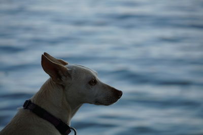 Close-up of dog in water