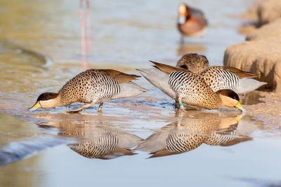 Flock of mallard ducks swimming in lake