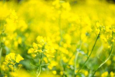 Close-up of yellow flowering plant on field