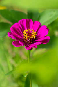 Close-up of pink flower