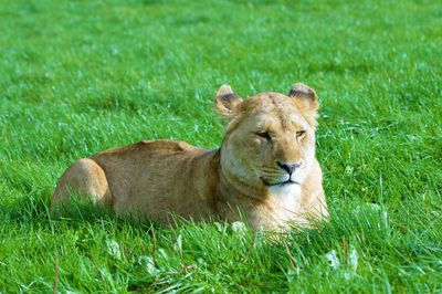 Lion lying on grass