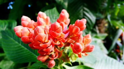 Close-up of red flowers