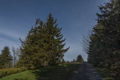 Dirt road amidst trees against sky