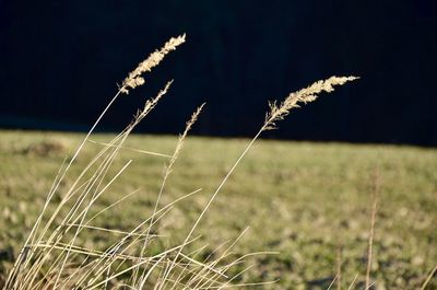 Close-up of plant on field against sky