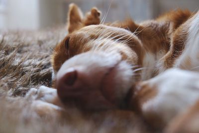 Close-up of cat sleeping