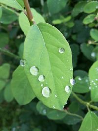 Close-up of water drops on leaves
