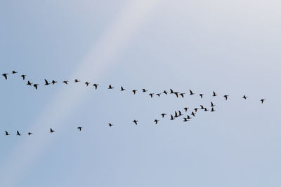 Low angle view of birds flying in sky