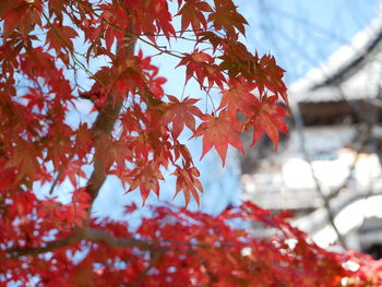 Low angle view of tree against blurred background