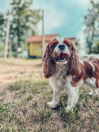 Dog running on field