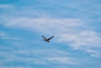 Low angle view of eagle flying against sky