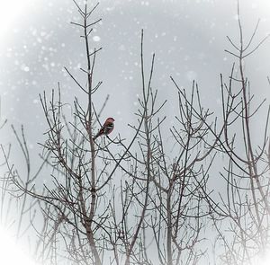 Low angle view of birds perching on bare tree