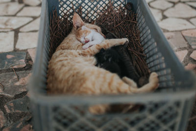 Cat sleeping with kitten in basket