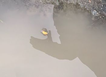 High angle view of bird swimming in lake