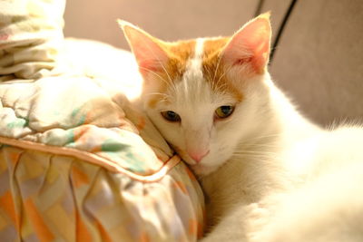 Close-up portrait of cat on bed