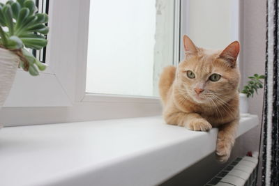 Portrait of cat on window sill