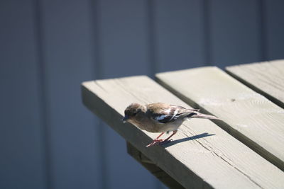 Close-up of bird perching on wood