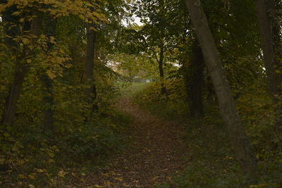 Trees growing in forest