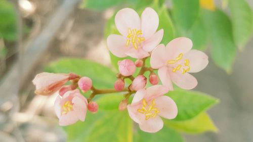 Close-up of pink flowers